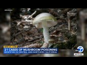1 killed, more than 20 poisoned by death cap mushrooms in California