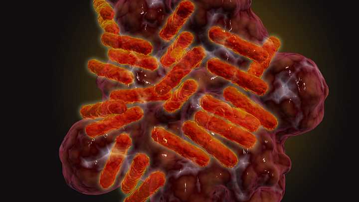 New Tick-Borne Disease Discovered in Dogs May Pose a Risk to Humans