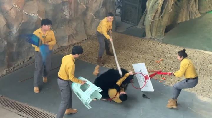 Un feroz ataque de un oso a su cuidador provoca un caos aterrador en un safari