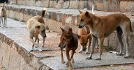Gujarat Unpacking the dispute around Gujarat's stray dog mandate