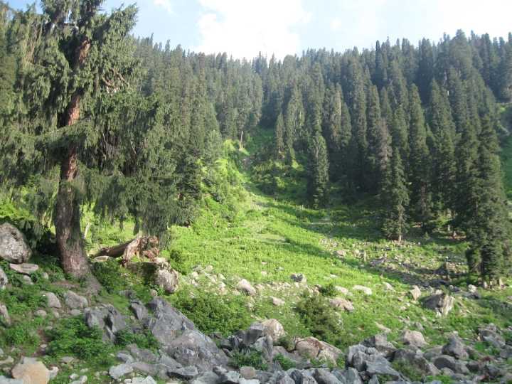 Jammu Kashmir Diverted 925 Hectares of Forests Since 2021