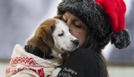 Adopt a pet? PAWS Chicago hopes to find homes for 125 animals for the holidays