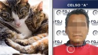 Hombre sacrifica a tres gatos en Reynosa; es vinculado a proceso por maltrato animal