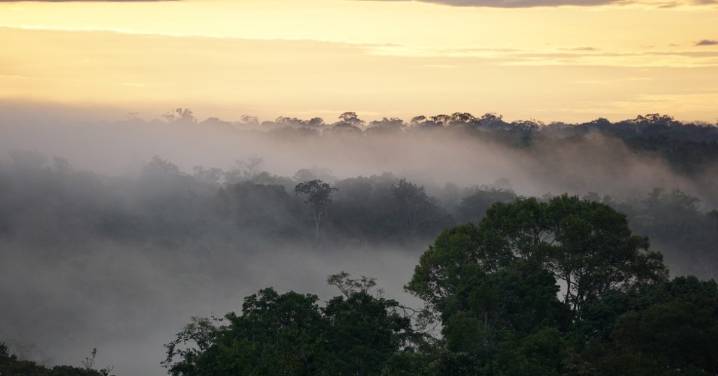 Está surgiendo un nuevo clima “hipertropical” en la Amazonía
