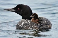 Loons fill Maine lakes with ghost
