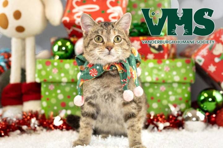 Meet HATTIE - Our VHS Pet of the Week