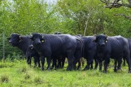 Investigadores avanzan en la caracterización de la tuberculosis en búfalos del Nordeste de Argentina