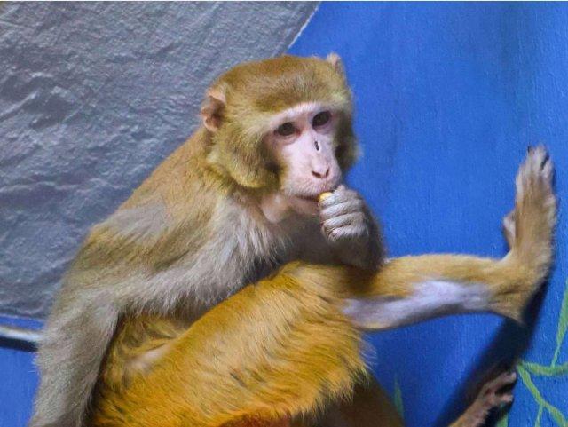 Research Monkey on the Run in Mississippi Now Thriving at New Jersey Animal Refuge