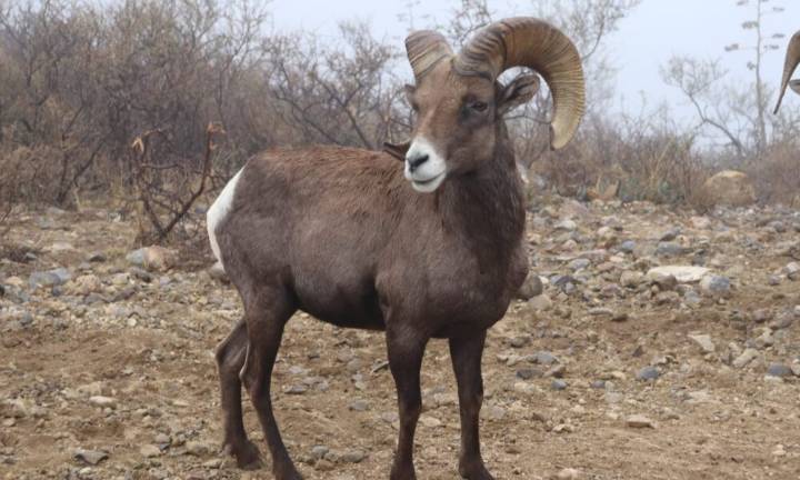 Inicia temporada de caza deportiva en el estado de Chihuahua