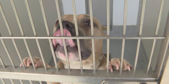 Pitt County Animal Services to begin ‘Home for the HOWLidays’ foster program
