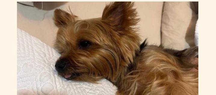 Buscan a ‘Nanda’, una yorkshire que se perdió el 7 de diciembre