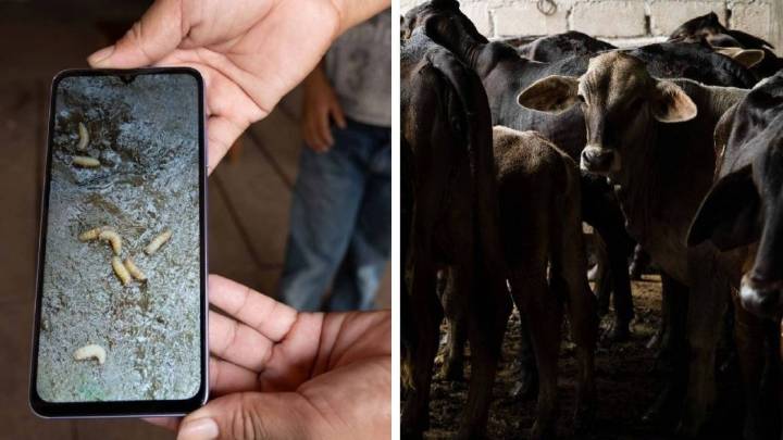 México amplía alerta nacional contra el gusano barrenador del ganado