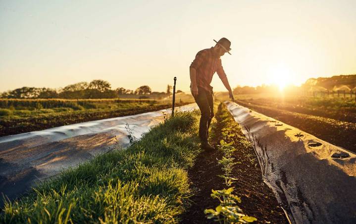 Agricultura extiende hasta el 15 de diciembre el plazo para solicitar incentivos agrícolas 2025