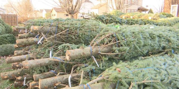 Tariffs could raise cost of artificial Christmas trees