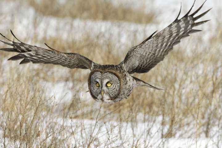 Bill Marchel: Winter wildlife remarkably adaptive