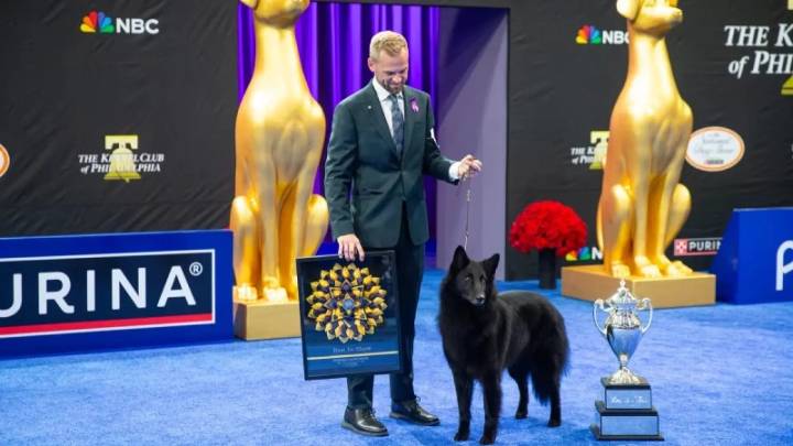 Soleil, una pastor belga groenendael, se corona como la reina inesperada del gran show canino de EEUU
