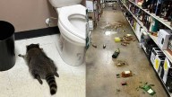 Raccoon raids liquor store, drinks alcohol and passes out