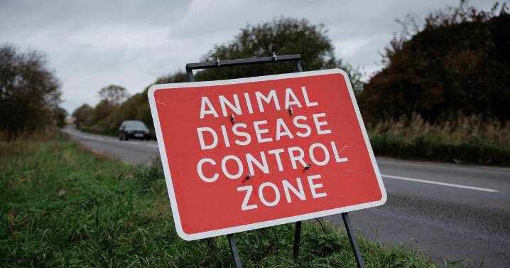 What you need to know about bird flu outbreaks in the UK