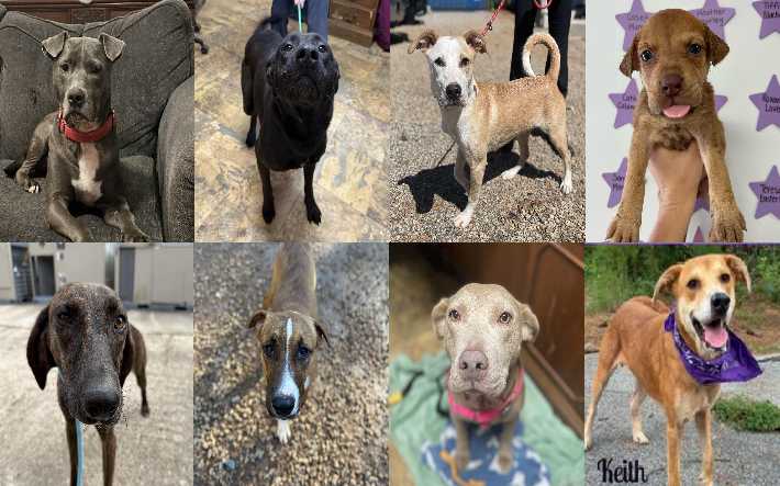 Midlands Pup Shots! December 12