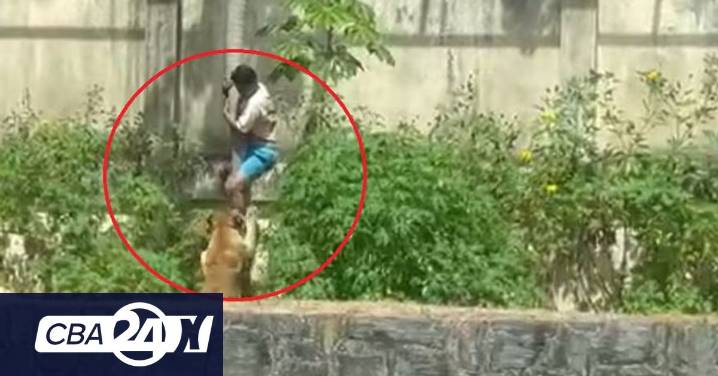 Murió tras ingresar al sector de grandes felinos y ser atacado por una leona