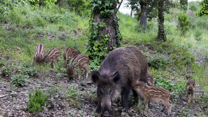 Ahora todos somos Obélix, por Jordi Juan