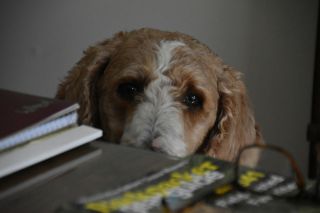 The New College Version of "The Dog Ate My Homework"