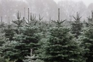 Texas Christmas tree market grows with increased demand, farm acreage