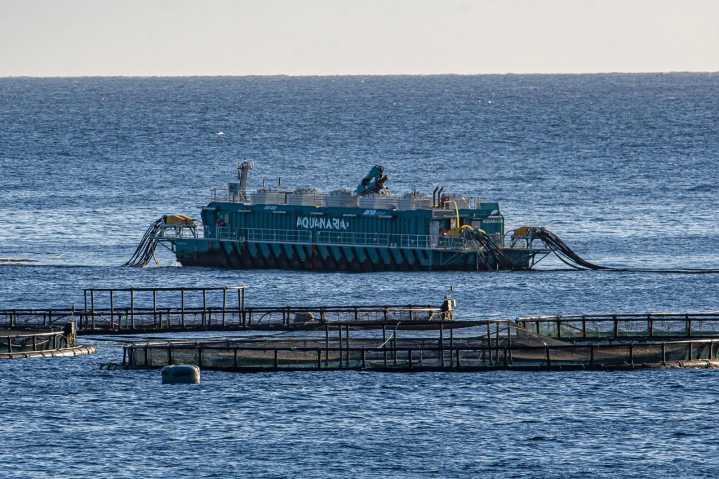 La Plataforma por un Litoral Limpio exige el cese del director general de Pesca por la crisis ambiental en Telde