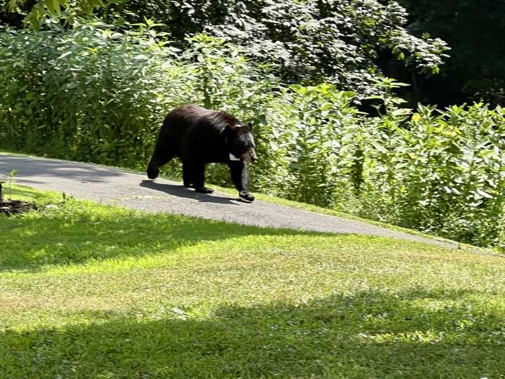 DEEP Bear Management Listening Session Coming to West Hartford
