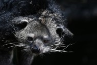 Two National Zoo staff members bitten by bearcat