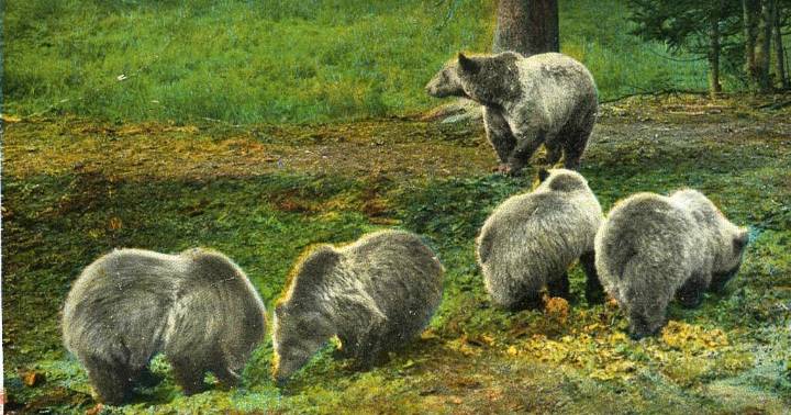 Federal judge strikes down logging project near Yellowstone National Park