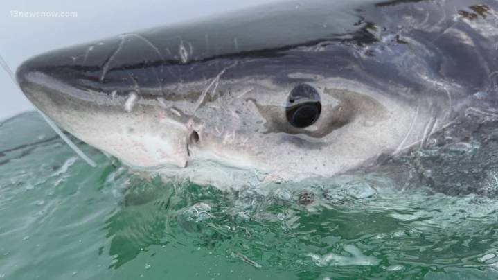 Baby great white shark 'Bella' weighs 700 lbs. and was tracked off the coast of Virginia Beach