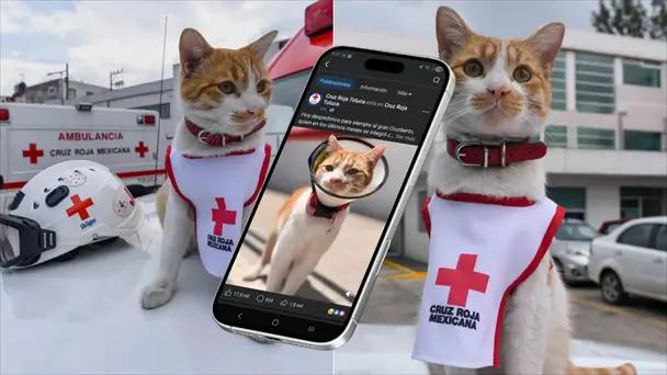 Atropello acaba con vida de Cruzberto, el gato de la Cruz Roja