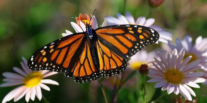 Scientists track monarch butterflies with tiny radio tags