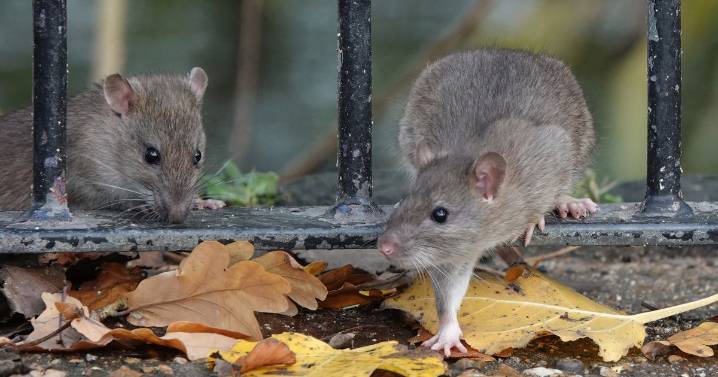 Cheap tape trick could stop rats getting into your car