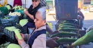 Hojas de tamal suben de precio en Hermosillo por la alta demanda y costos de traslado para esta temporada decembrina