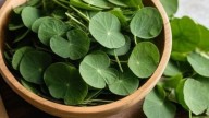 Gotu Kola: Secret to radiant skin and how to use it in your skincare routine