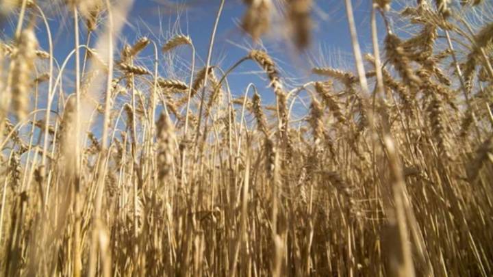 Sale el primer embarque de trigo argentino a China y se inaugura un nuevo flujo comercial