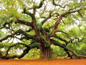 En suelo indio y con más de 400 años, el Angel Oak el árbol que sigue asombrando a Estados Unidos
