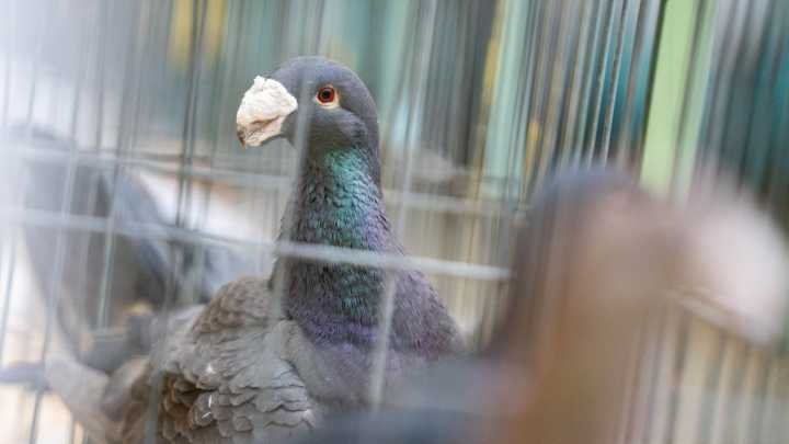 See the birds on display at annual pigeon show in Des Moines