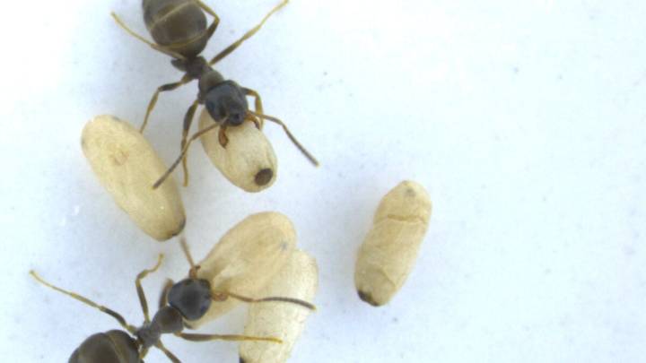 Diseased Baby Ants Ask Their Nestmates to Poison Them With Acid to Protect the Colony, Study Finds