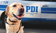 “Leon”, “Marley”, “Honey” y “Athos” entre otros: conoce la nueva camada de detectives caninos de la PDI y el Ejército
