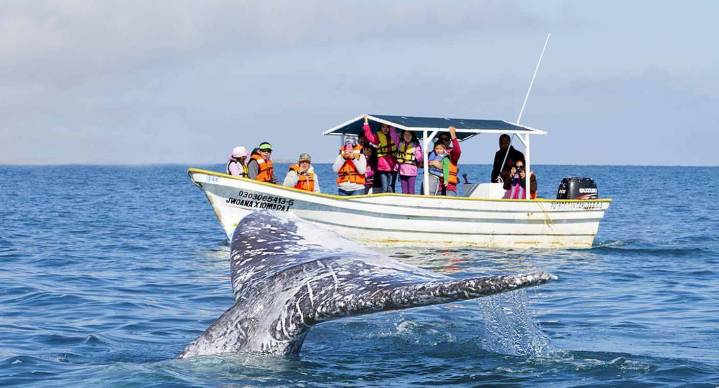 Turista estadounidense de 72 años muere tras choque de embarcación con ballena en Puerto Vallarta