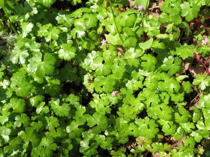 Clallam County Warned of Rapid Spread of Invasive Weeds in Annual Report