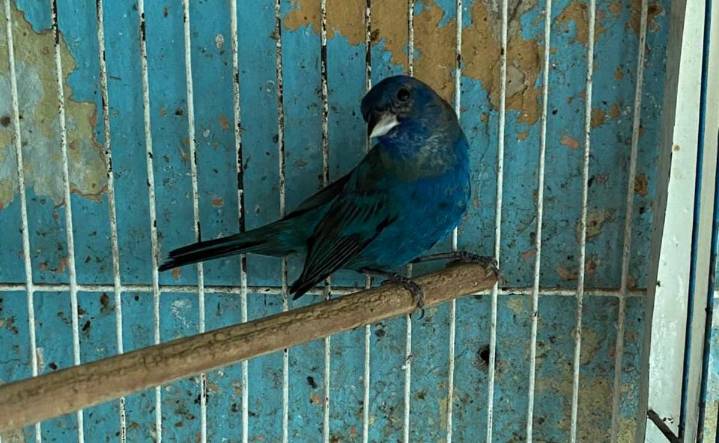 Rescatan a aguililla víctima de crueldad en Yucatán; le habrían cortado las alas