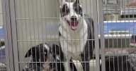 Kern County shelter program gives dogs a break from kennel life