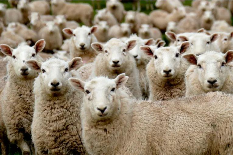 El Gobierno declaró una alerta sanitaria por sarna ovina en Chubut