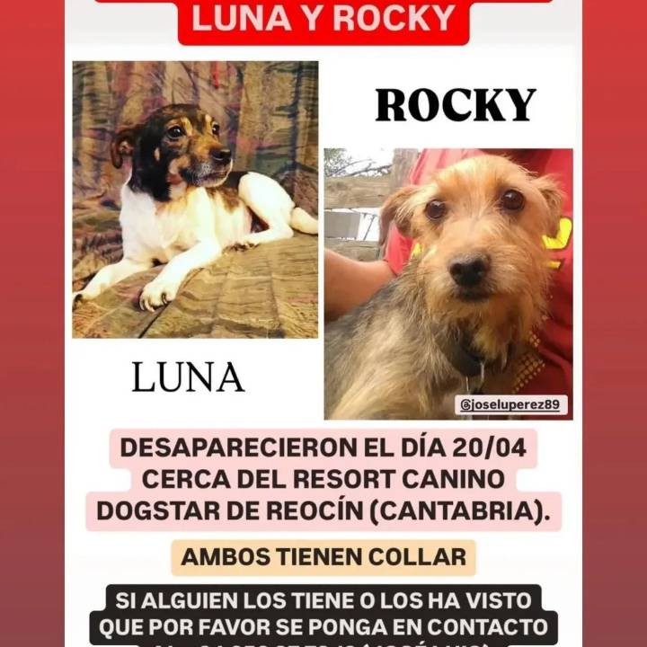 Luna y Rocky, los perros de Quijas decapitados