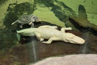 San Francisco's beloved albino alligator Claude dies at 30