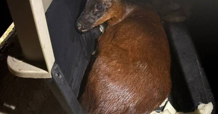 Hallan desorientado un ciervo y lo rescatan en zona urbana de municipio al oriente de Caldas